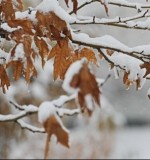 اوای ورزقان:برف و باران در راه است/ زمستان واقعی از هفته آینده در استان