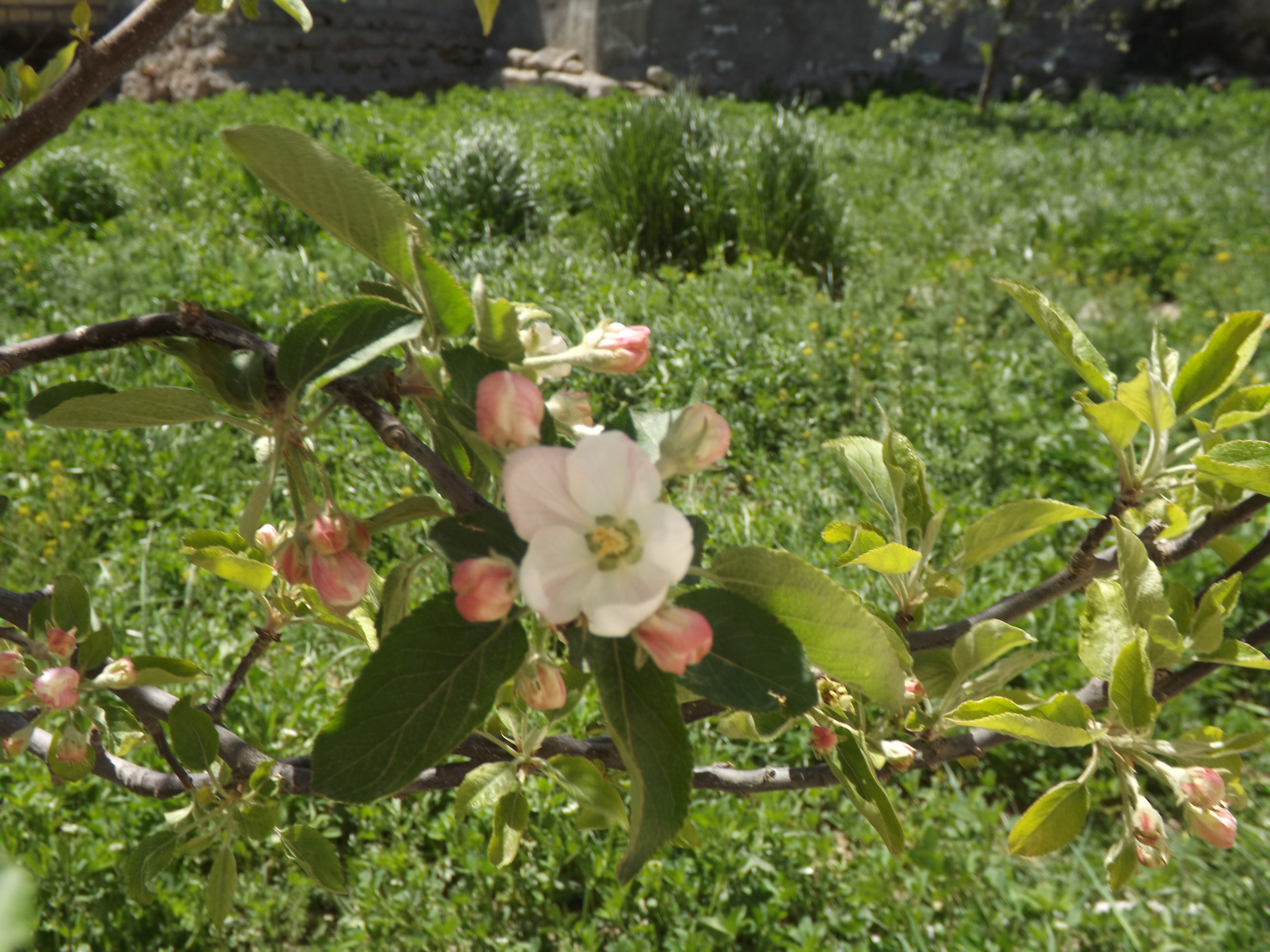 آوای ورزقان:شکوفه بهاری درختان سیب و گیلاس در ورزقان/تصویری